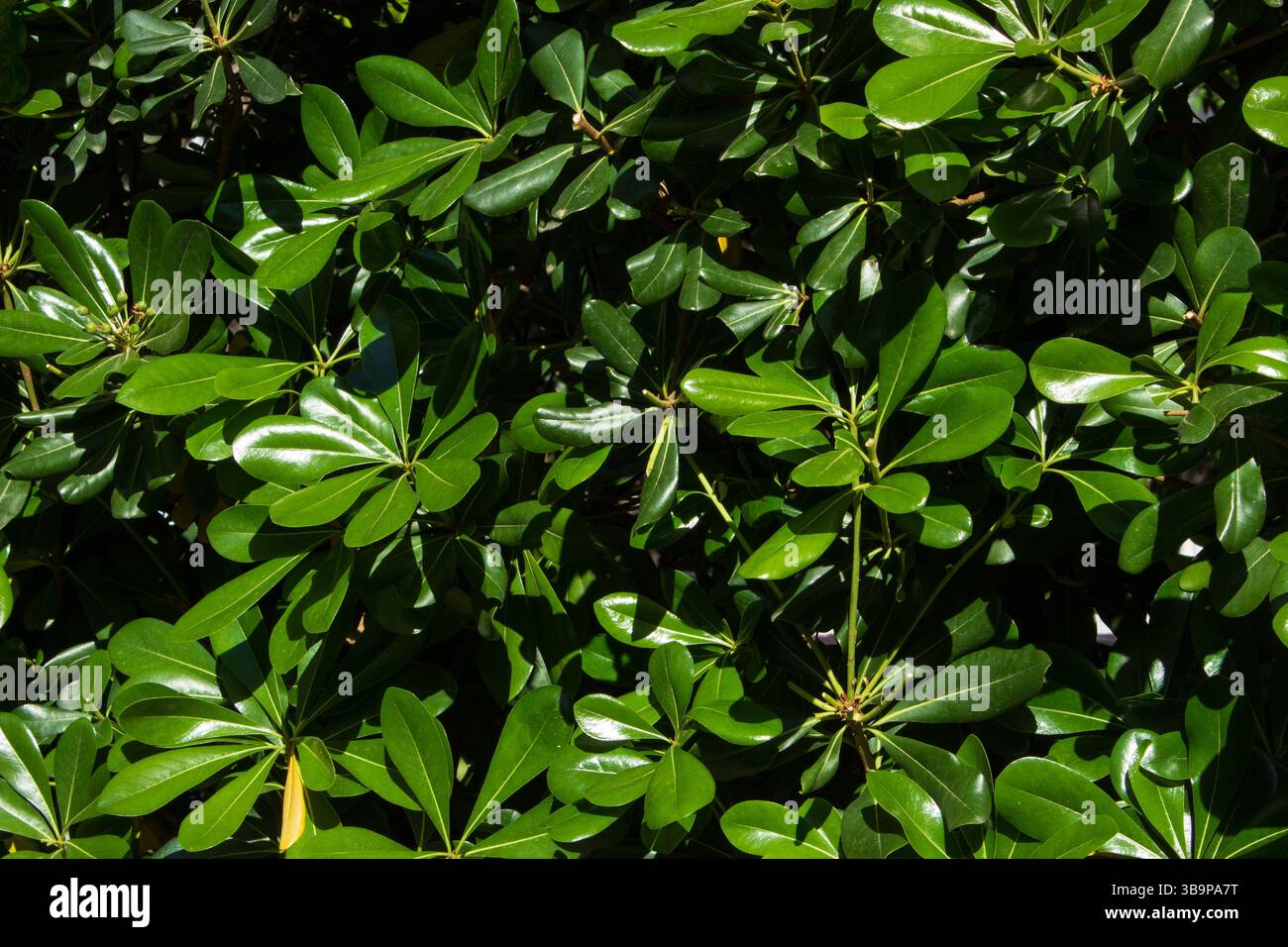 Hochauflösende Nahaufnahme glänzender grüner Blätter für eine dichte, immergrüne Laubtextur. Ideal als natürlicher botanischer Hintergrund. Stockfoto