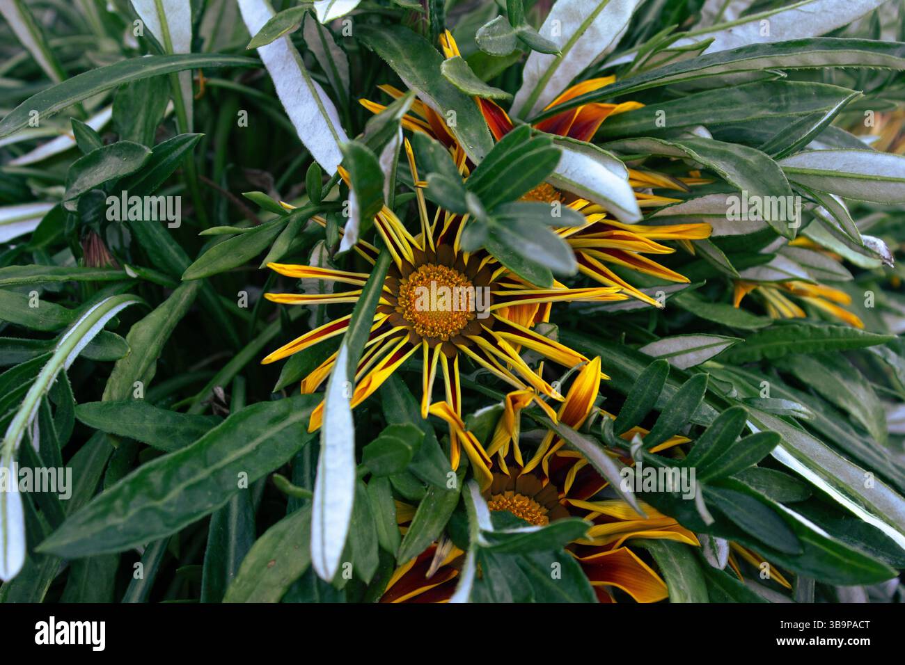 Nahaufnahme einer rigens-Blüte aus Gazania mit leuchtend gelb und rot gestreiften Blütenblättern, die aus dichtem Grün und Silber hervorgehen. Stockfoto