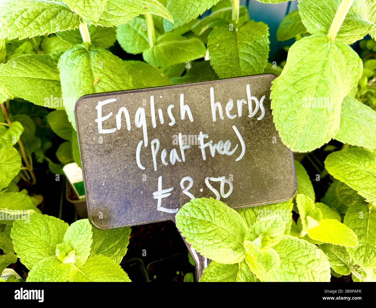 Kräuter zum Verkauf in einem Bauernladen in England, Großbritannien Stockfoto