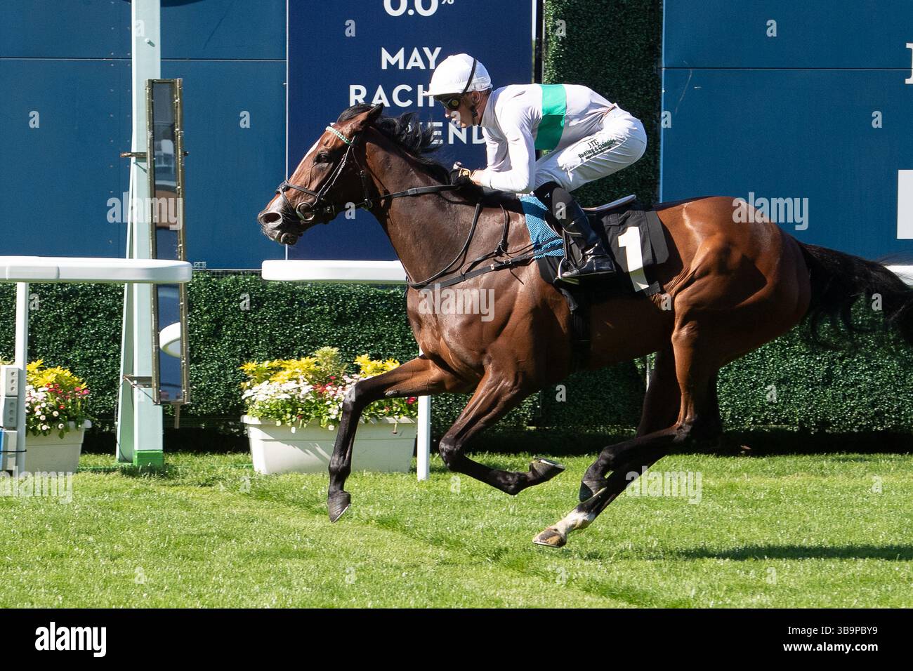 Ascot, Berkshire, Großbritannien. Mai 2025. Das Pferd MORROPHORE, das von Jockey Luke Catton geritten wurde, gewinnt die Handicap-Stakes der Mariner Systems Fillies in der Klasse 4 beim Peroni Nastro Azzurro 0,0% Victoria Cup Raceday auf der Ascot Racecourse in Ascot, Berkshire. Besitzer George Strawbridge, Trainer John & Thady Gosden, Newmarket, Züchter George Strawbridge. Quelle: Maureen McLean/Alamy Live News Stockfoto