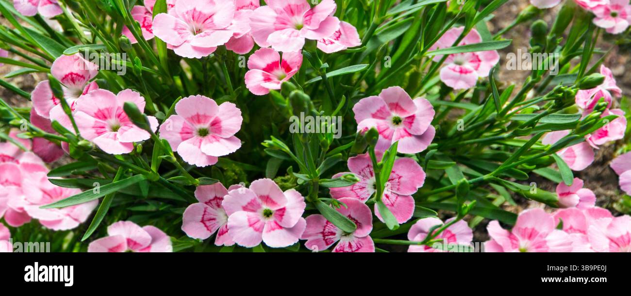 Nelken rosa Nelken Blumenbeet im Garten Stockfoto