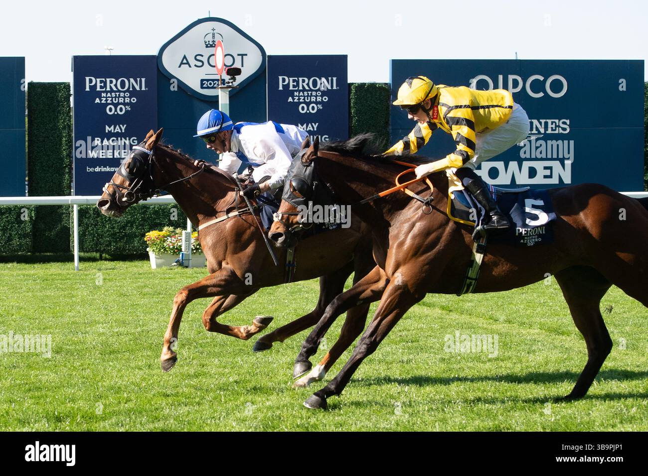 Ascot, Berkshire, Großbritannien. Mai 2025. Das Pferd NORTHCLIFF, geritten von Jockey Luke Catton, gewinnt den Peroni Nastro Azzurro 0,0% Blue Ribbon Handicap Stakes, Class 4, Div I GBB beim Peroni Nastro Azzurro 0,0% Victoria Cup Raceday auf der Ascot Racecourse in Ascot, Berkshire. Besitzerin Frau Danika Faulkner, Trainer Thomas Faulkner, Devauden, Züchter GCE Farm Ltd, Sponsor Valley Water Services Ltd Quelle: Maureen McLean/Alamy Live News Stockfoto