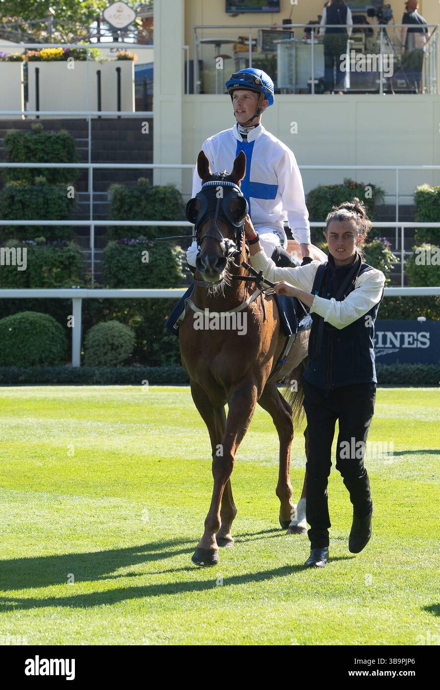 Ascot, Berkshire, Großbritannien. Mai 2025. Das Pferd NORTHCLIFF, geritten von Jockey Luke Catton, gewinnt den Peroni Nastro Azzurro 0,0% Blue Ribbon Handicap Stakes, Class 4, Div I GBB beim Peroni Nastro Azzurro 0,0% Victoria Cup Raceday auf der Ascot Racecourse in Ascot, Berkshire. Besitzerin Frau Danika Faulkner, Trainer Thomas Faulkner, Devauden, Züchter GCE Farm Ltd, Sponsor Valley Water Services Ltd Quelle: Maureen McLean/Alamy Live News Stockfoto