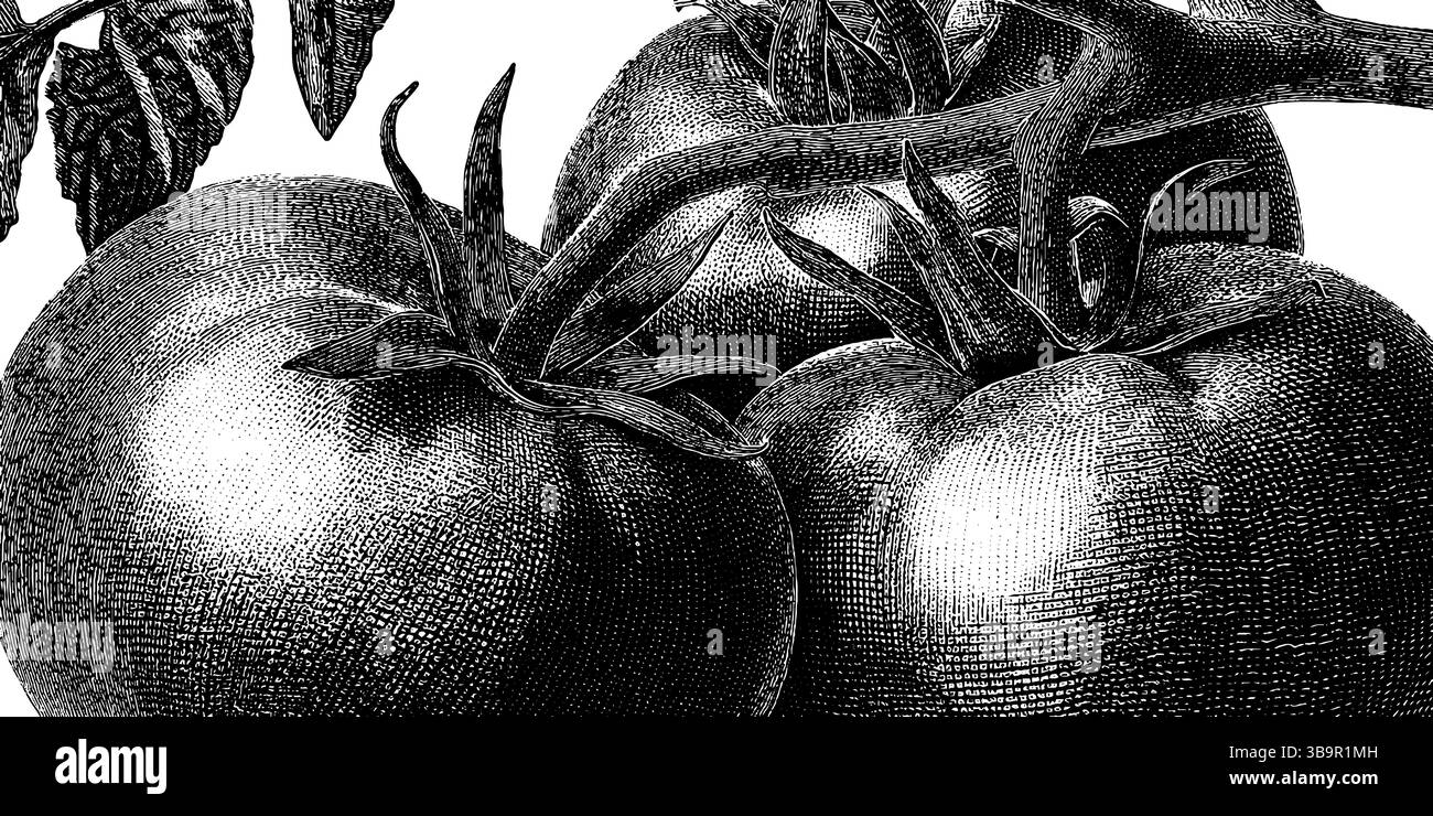 Detaillierte gravierte Illustration eines Tomatenstraums für botanische Kunst und Design. Stock Vektor