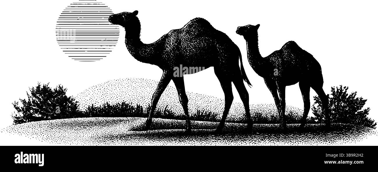 Kamele mit Gravur in Silhouette unter der Sonne - Vintage-Tierkunst zur Dekoration. Stock Vektor