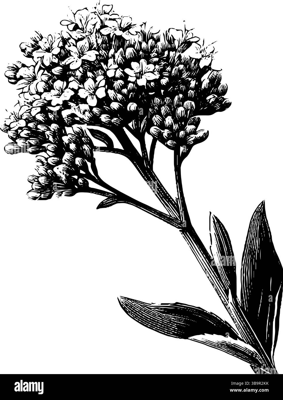Gravierte Illustration einer zarten Baldrianblume in Schwarz-weiß für botanisches Design. Stock Vektor