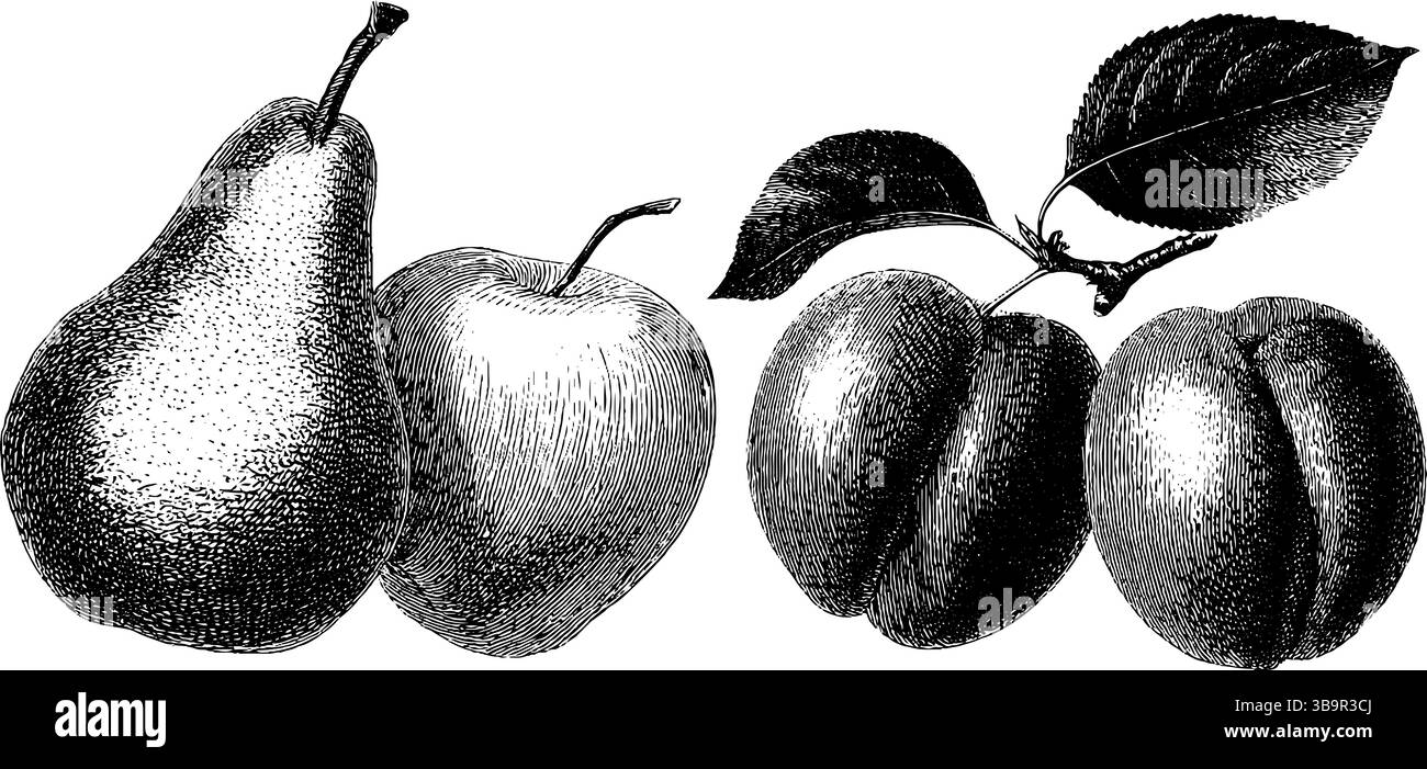 Vintage-botanische Stiche aus Birnen, Pflaumen und Aprikosen für künstlerisches und lehrreiches Design. Stock Vektor