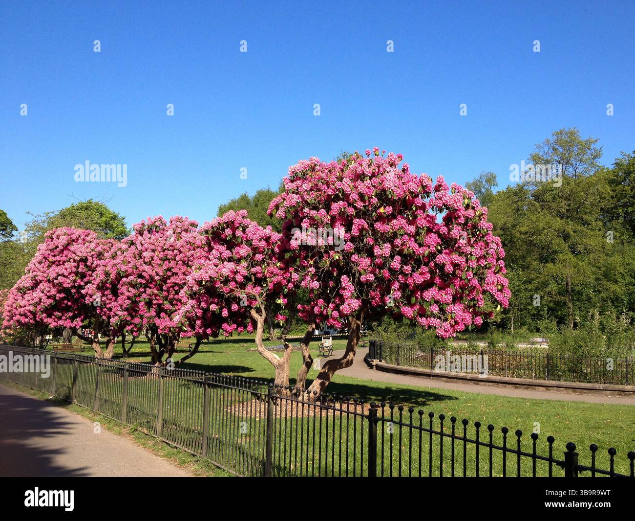 Wetter in Großbritannien: Sonnig in Wigan. Rhododendren blühen im Haigh Hall Country Park in Wigan Stockfoto