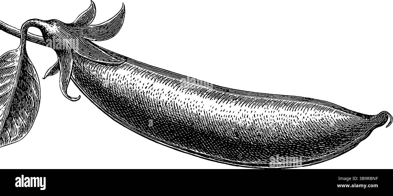 Gravierte Illustration der Gartenerbsenschote für botanische und kulinarische Designs. Stock Vektor