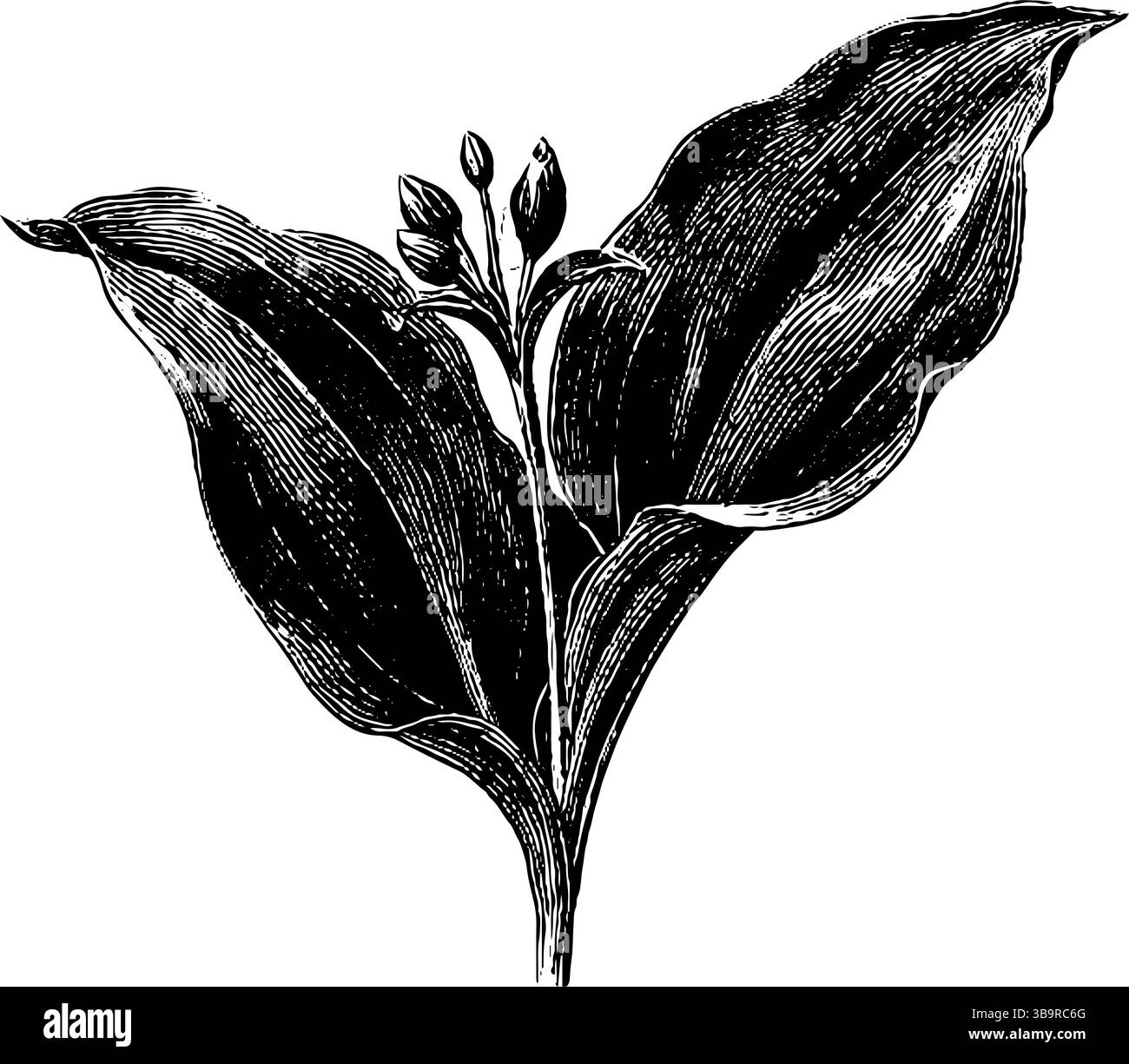 Gravierte botanische Illustration des wilden Knoblauchblatts für Naturkunstdrucke. Stock Vektor