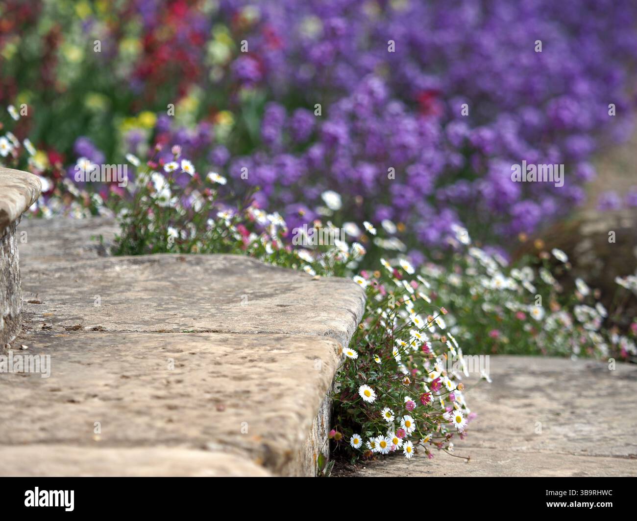Gänseblümchen wachsen auf Steinstufen, Canons Ashby House, Northamptonshire Stockfoto