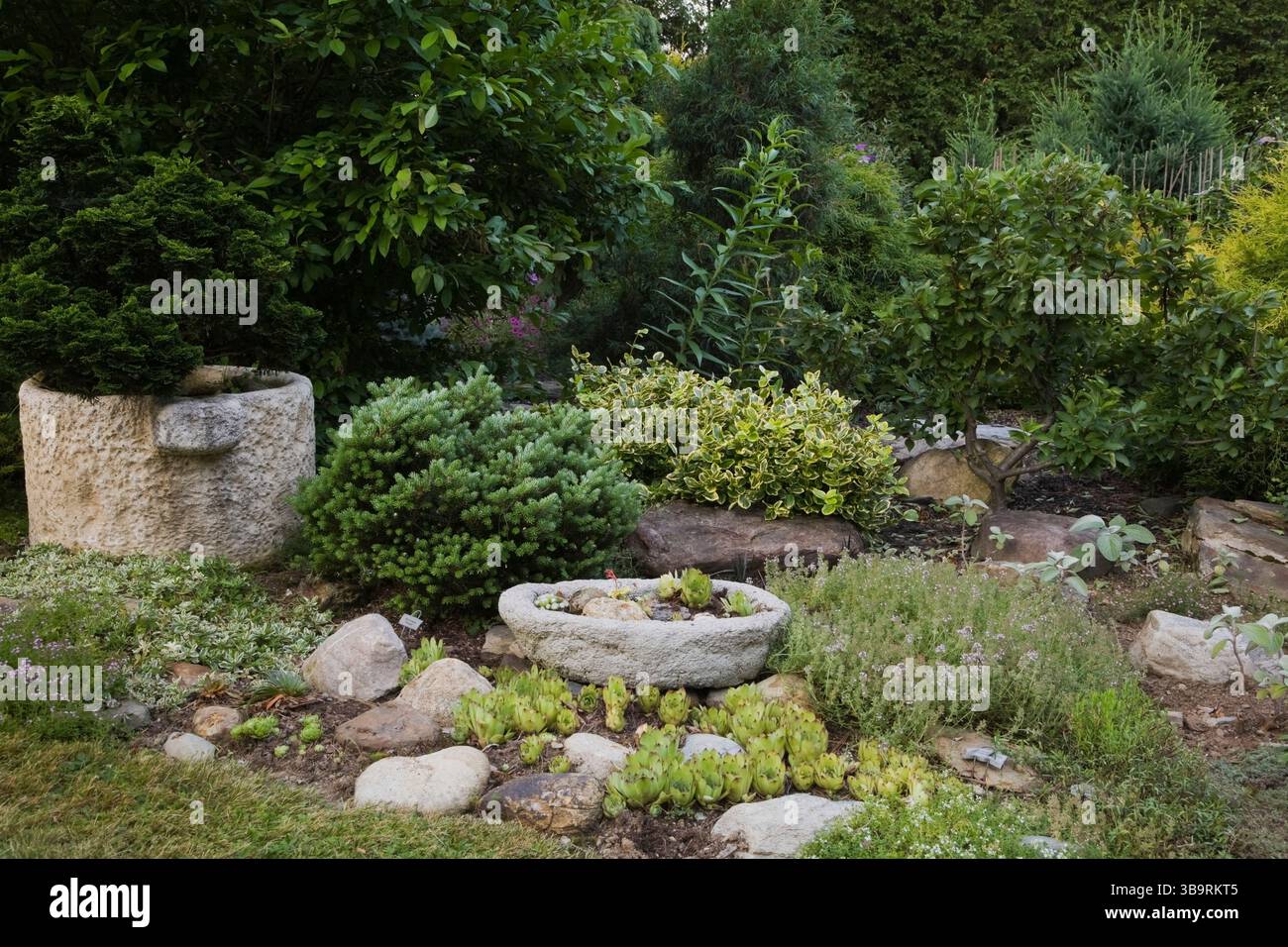 Grenze mit Sempervivum - Hühner und Küken Sukkulenten, Abies koreana „Silberperle“ - Tanne, Euonymus fortunei „Canadale Gold“ - Spindelbaum usw. Stockfoto