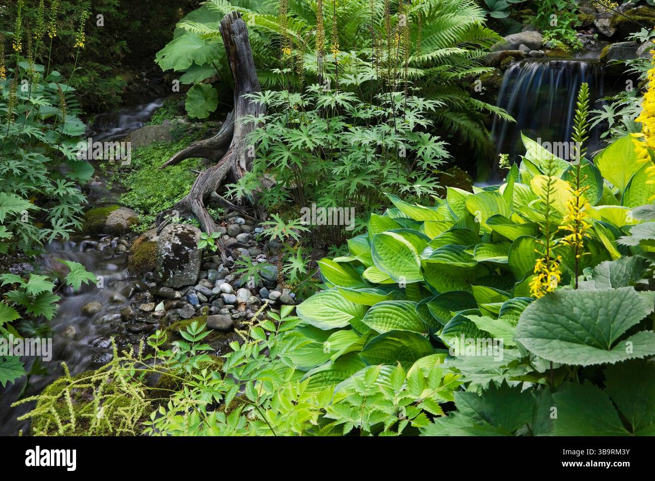 Bach und Wasserfall mit Astilboides tabularis, Ligularia przewalskii, Matteuccia struthiopteris, Hosta 'Montana' Pflanzen im Garten im Garten im Sommer. Stockfoto