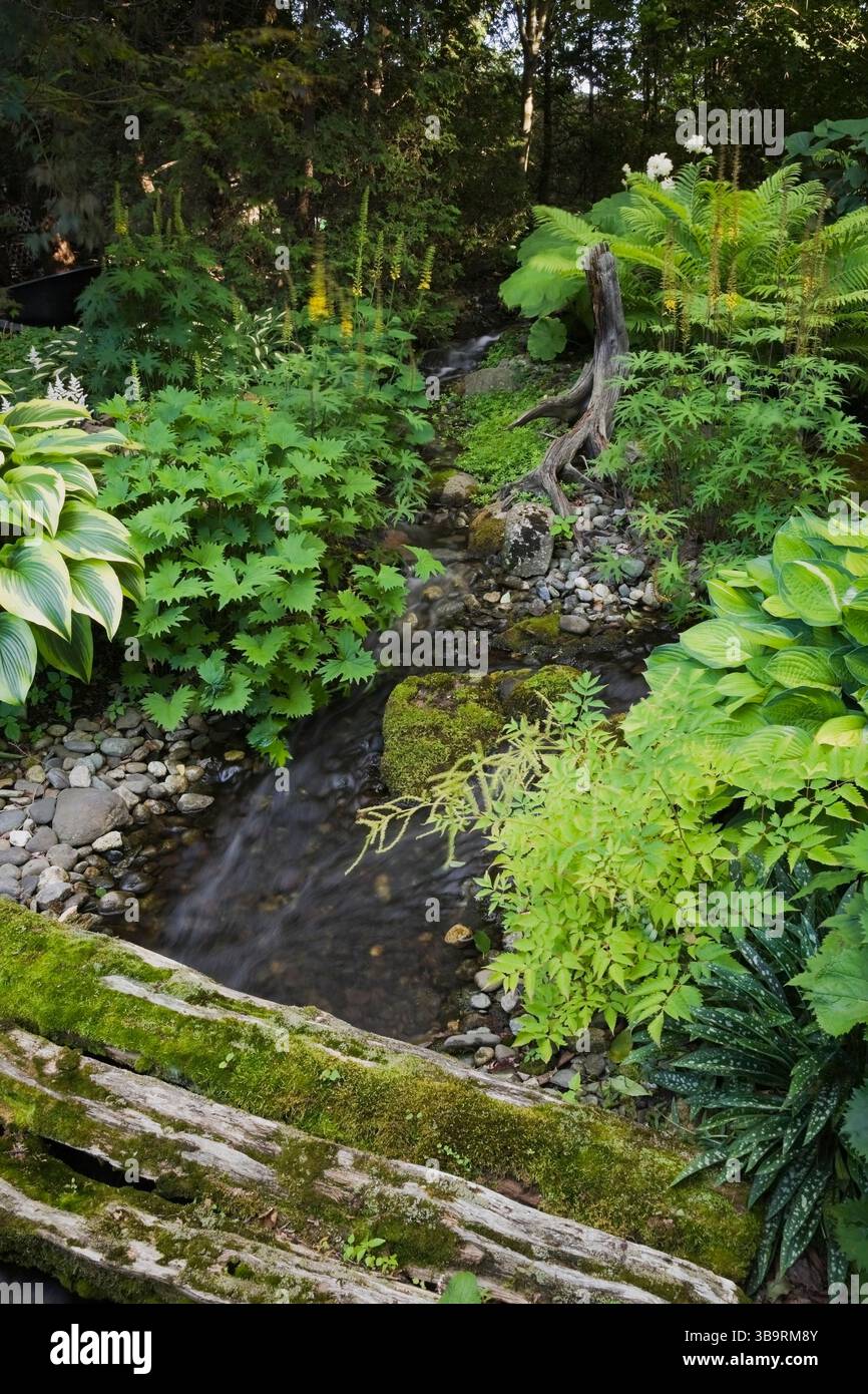 Zedernholzsteg bedeckt mit Bryophyta - grünes Moos über dem Fluss, Astilboides tabularis, Ligularia przewalskii, Matteuccia struthiopteris, Hosta. Stockfoto