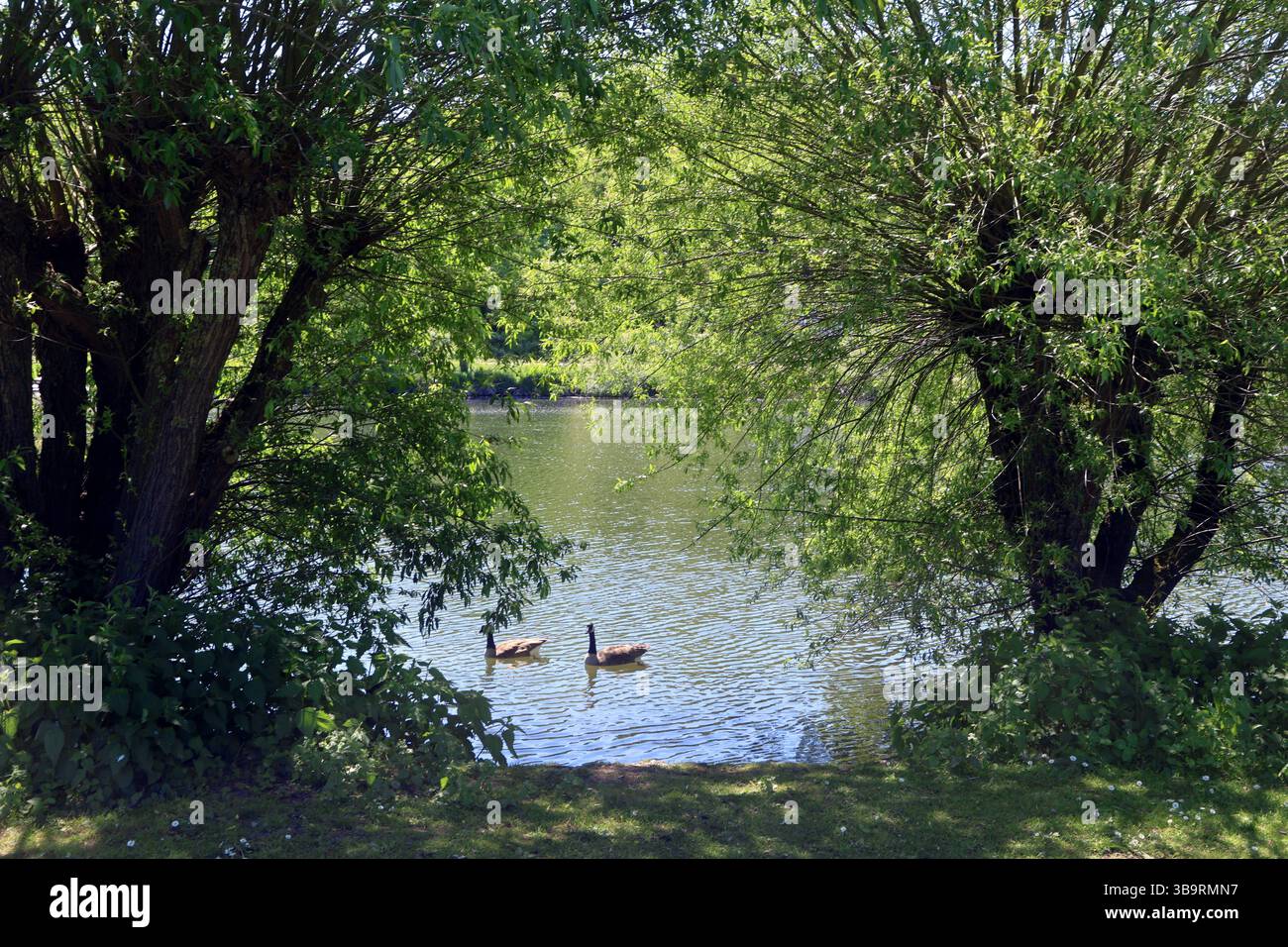 Auenlandschaft im Ruhrgebiet Rückzugsgebiete für Tiere im Frühling in den Ruhrauen von Bochum Dahlhausen *** Auenlandschaft im Ruhrgebiet Rückzugsgebiete für Tiere im Frühling in den Ruhrauen von Bochum Dahlhausen Stockfoto