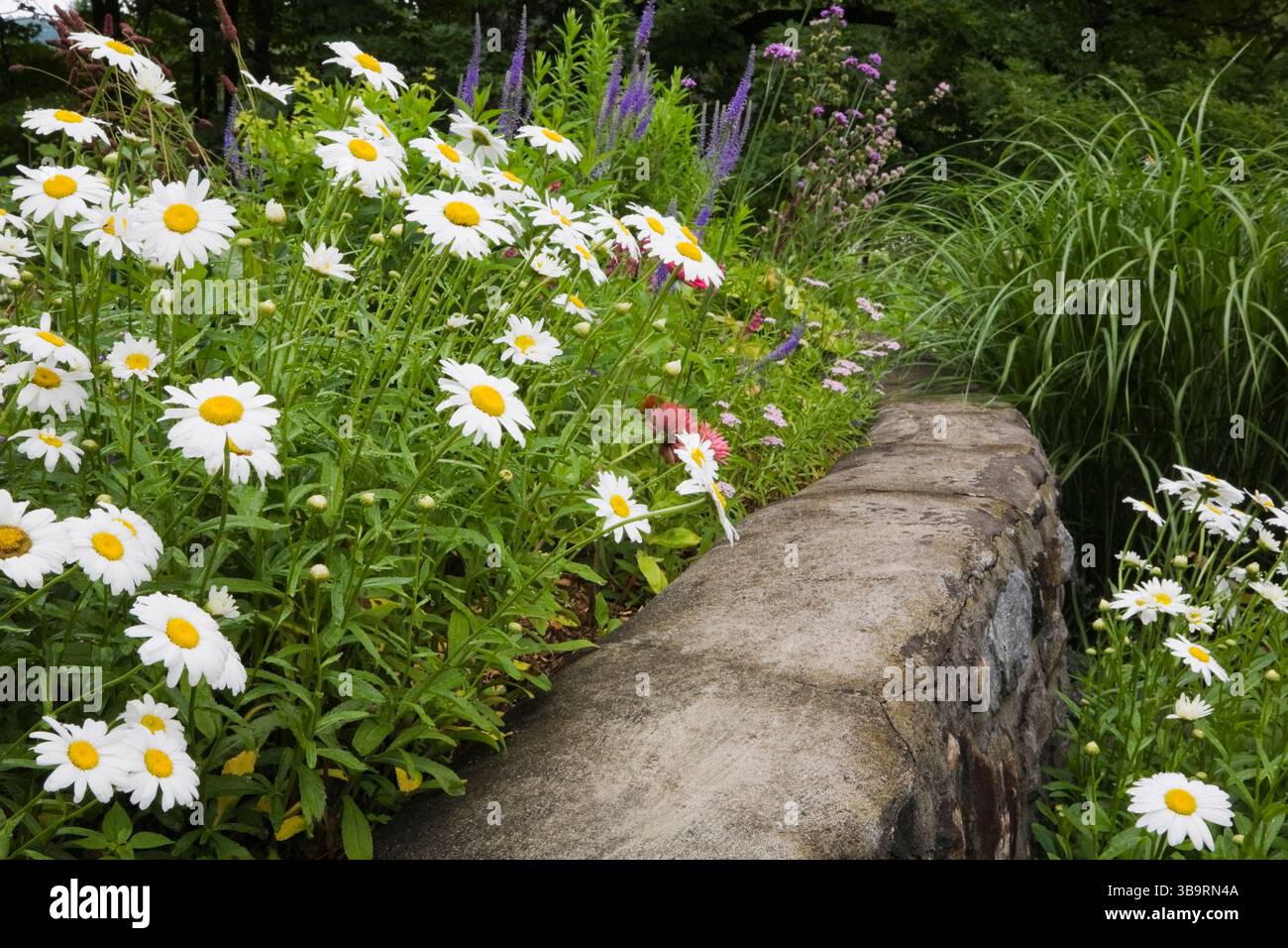 Steingrenzen mit weißem Leucanthemum vulgare - Oxeye Daisy Blumen und Miscanthus sinensis - Ziergras im Vorgarten des Landgutes. Stockfoto
