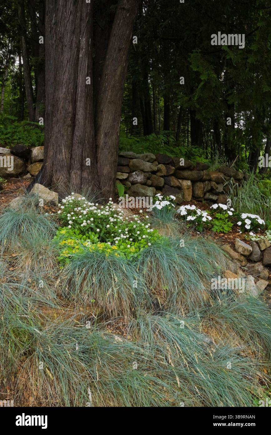 Schräge Waldflächen mit Hochrand bepflanzt mit Festuca-Graspflanzen, gelben Lysimachia und weißen Impatiens im Garten des Landgutes im Sommer. Stockfoto