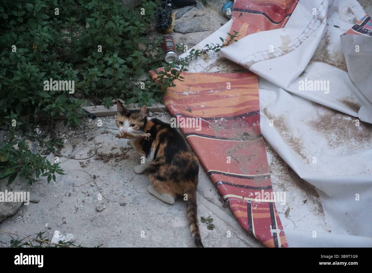 Eine streunende Calico-Katze hat etwas im Mülleimer zu essen und schaut zur Kamera auf, um zu gehen. Stockfoto