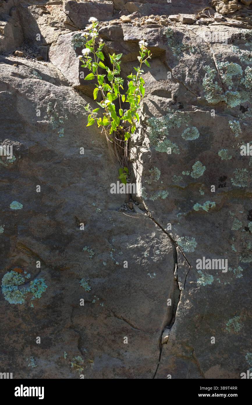 Das Leben findet einen Weg in der symbolischen Pflanze, die in anspruchsvollen Felsspalten der Chiricahua Mountains im südlichen Arizona im Südwesten Amerikas wächst Stockfoto