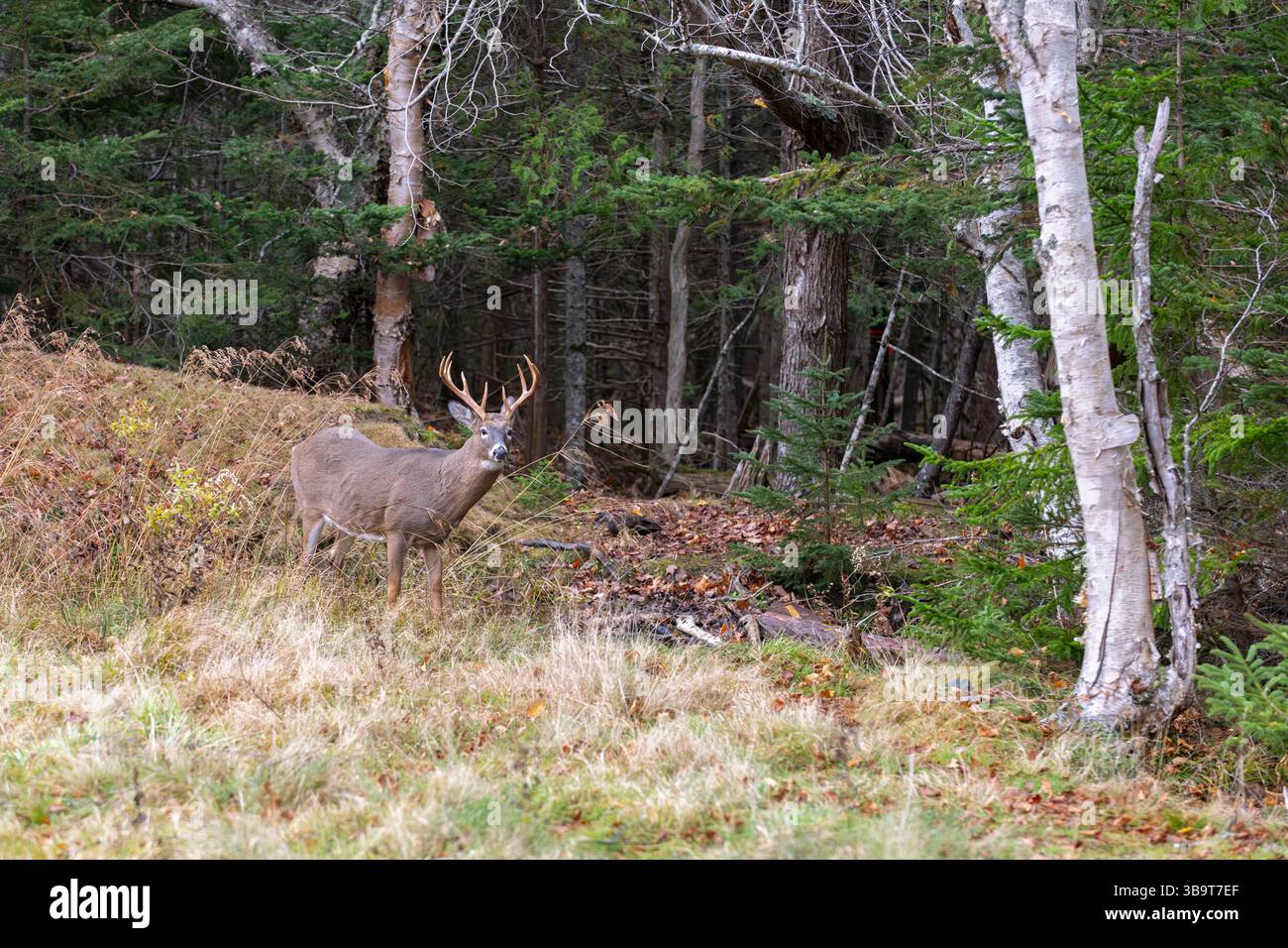 Weißschwanzhirsche (Odocoileus virginianus) November im Acadia-Nationalpark, Maine, USA. Stockfoto