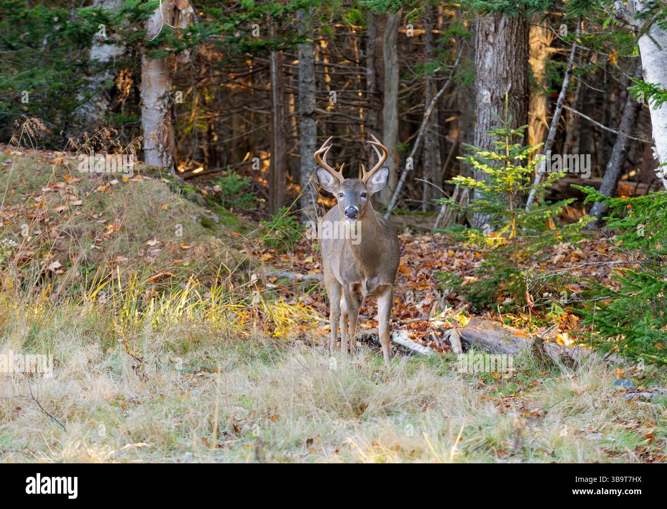 Weißschwanzhirsche (Odocoileus virginianus) November im Acadia-Nationalpark, Maine, USA. Stockfoto