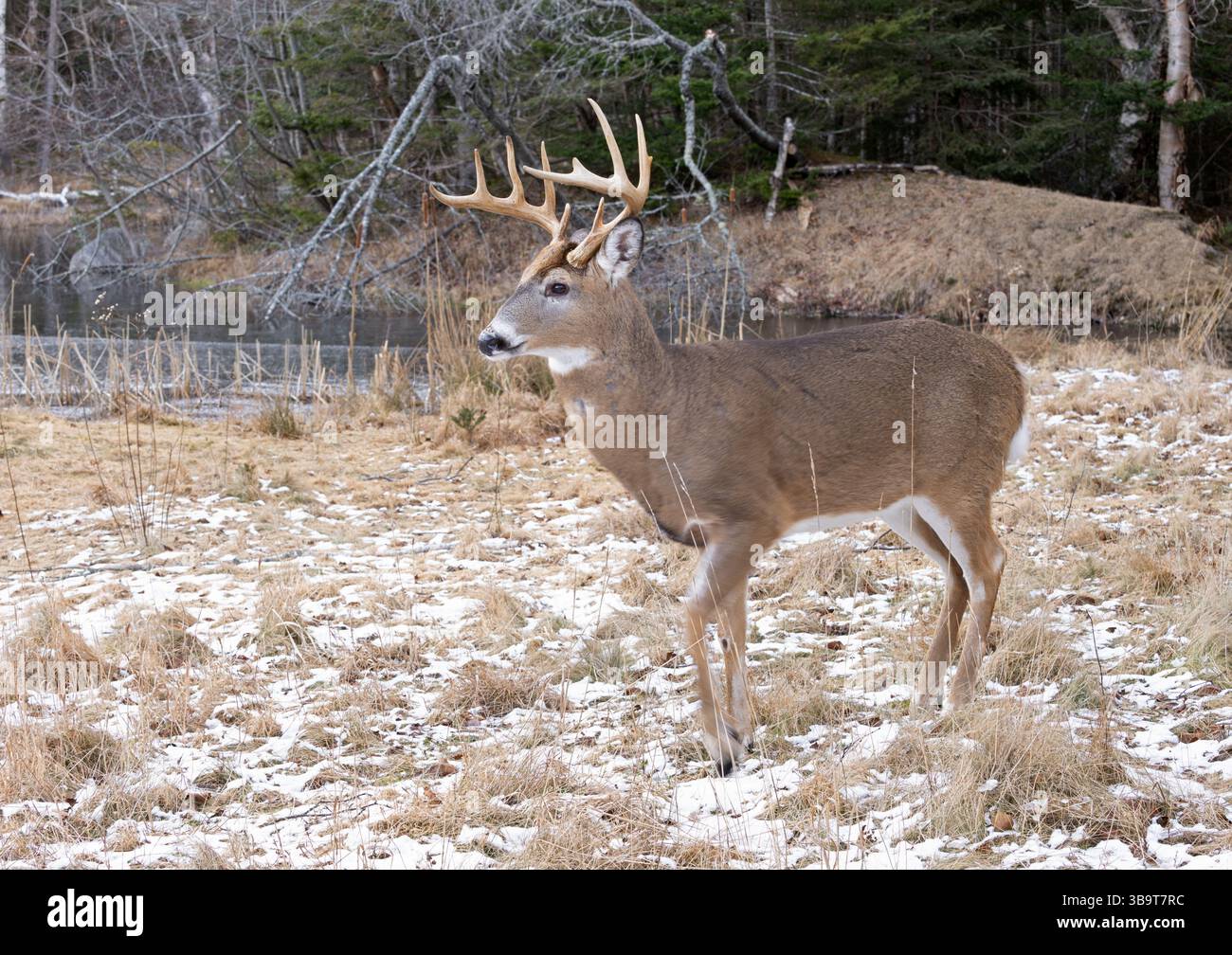 Weißwedelhirsche (Odocoileus virginianus). Reifen Buck während der Paarungszeit. Acadia National Park, Maine, USA. Stockfoto