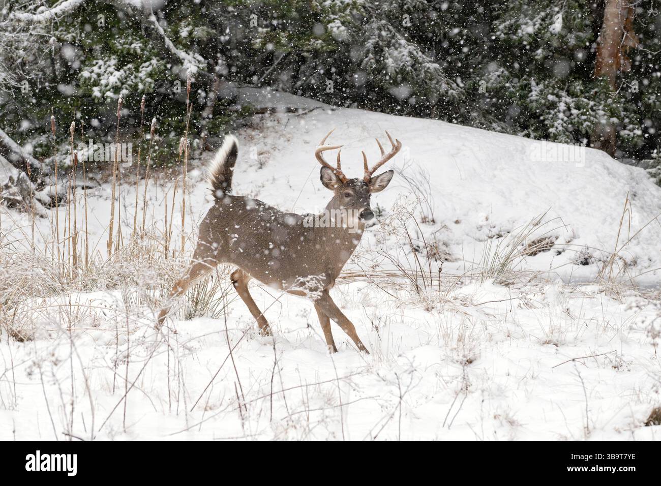 Weißschwanzhirsch (Odocoileus virginianus). Reifer Buck. Winter im Acadia-Nationalpark, Maine, USA. Stockfoto