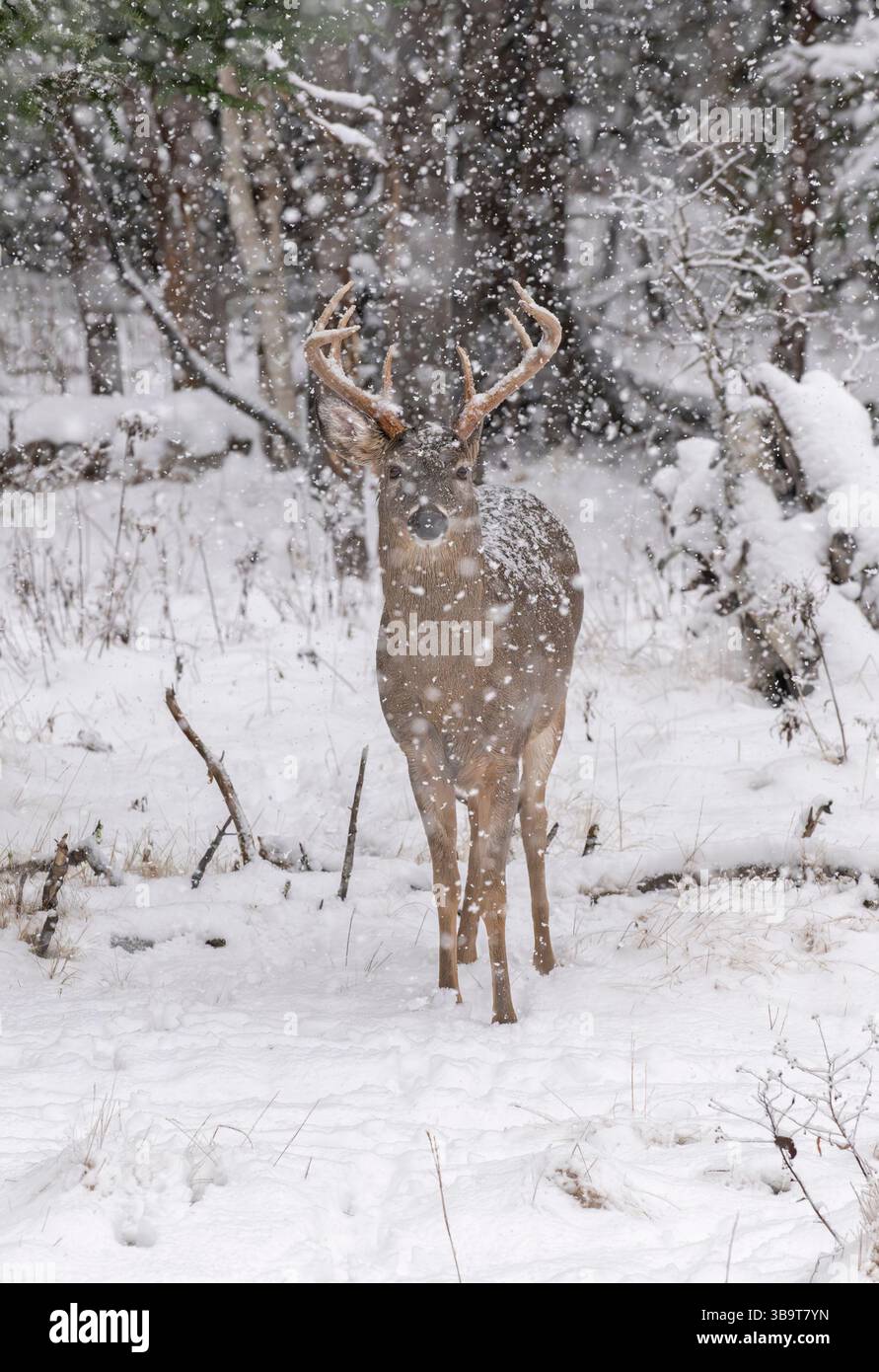 Weißschwanzhirsch (Odocoileus virginianus). Reifer Buck. Winter im Acadia-Nationalpark, Maine, USA. Stockfoto