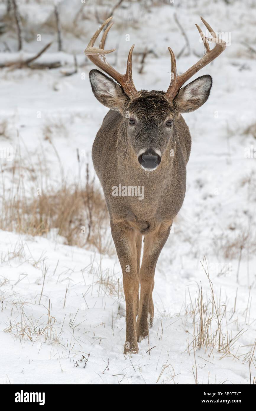 Weißschwanzhirsch (Odocoileus virginianus). Reifer Buck. Winter im Acadia-Nationalpark, Maine, USA. Stockfoto