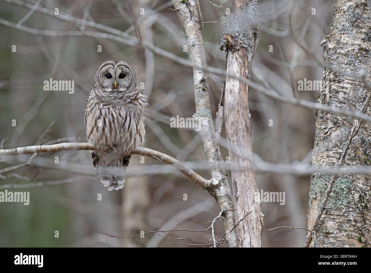 Barred Ewl (Strix varia). November im Acadia-Nationalpark, Maine, USA. Stockfoto