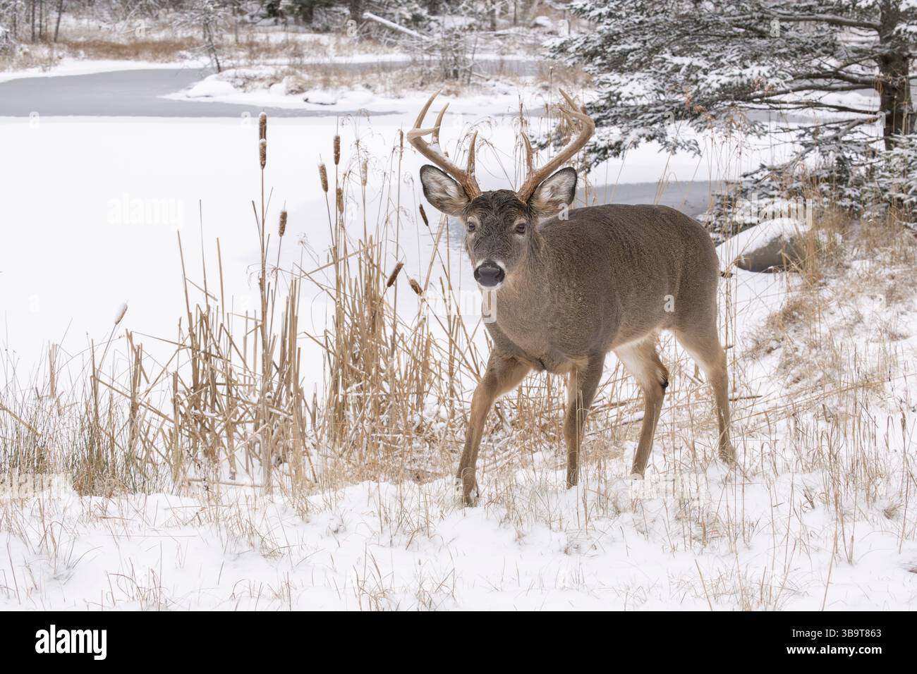 Weißschwanzhirsch (Odocoileus virginianus). Reifer Buck. Winter im Acadia-Nationalpark, Maine, USA. Stockfoto