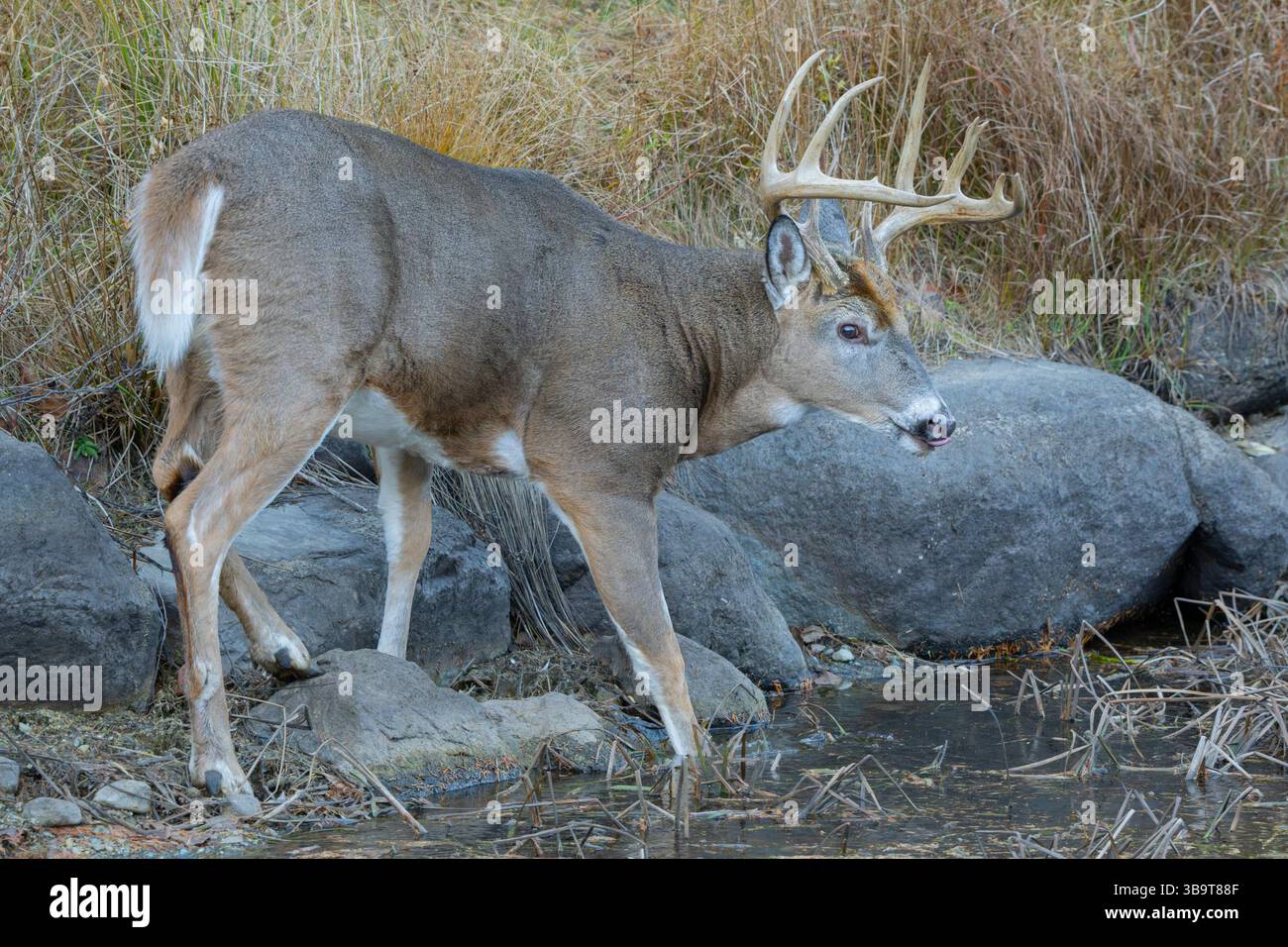 Weißwedelhirsche (Odocoileus virginianus). Reifen Buck während der Paarungszeit. Acadia National Park, Maine, USA. Stockfoto