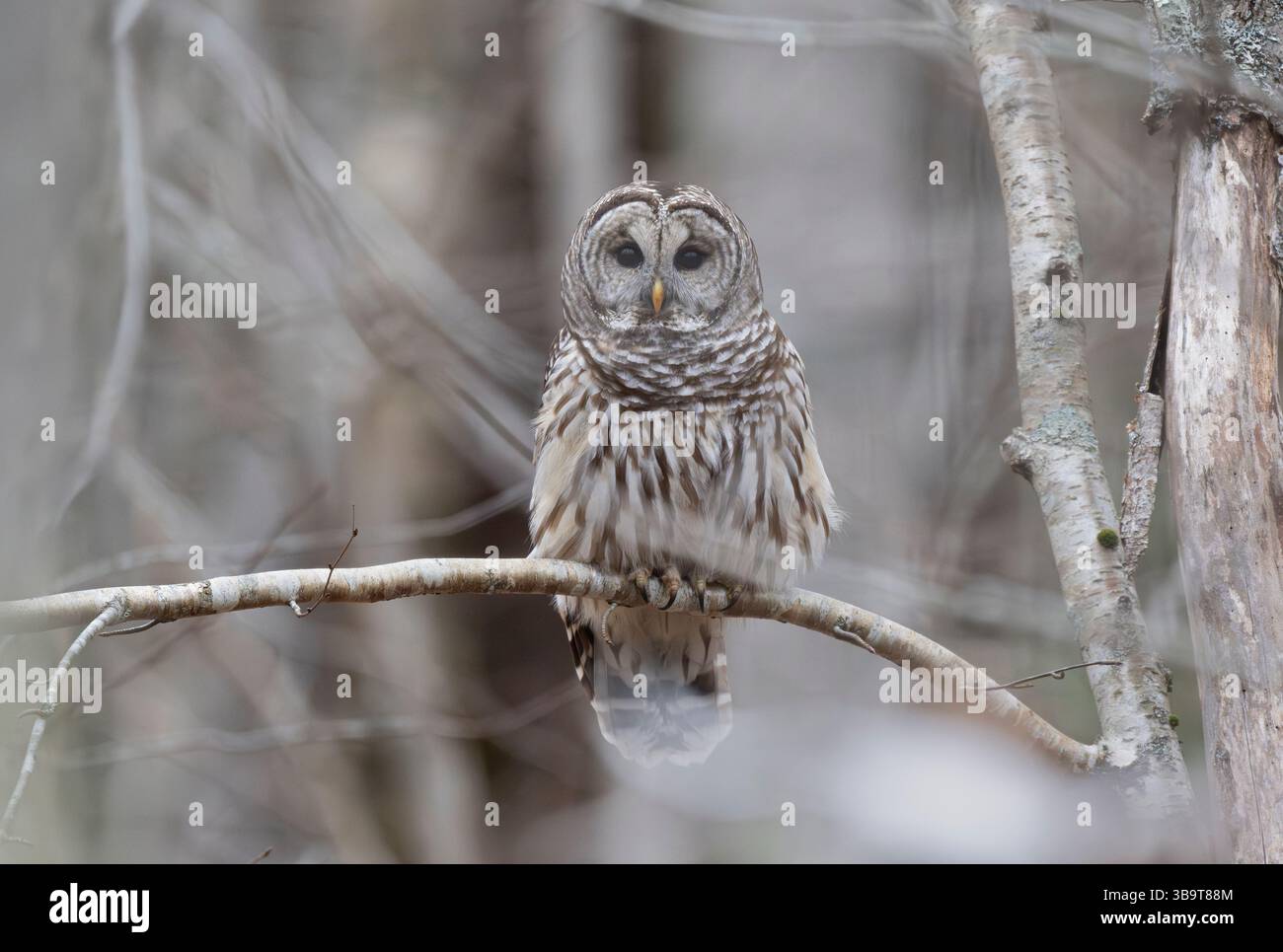 Barred Ewl (Strix varia). November im Acadia-Nationalpark, Maine, USA. Stockfoto
