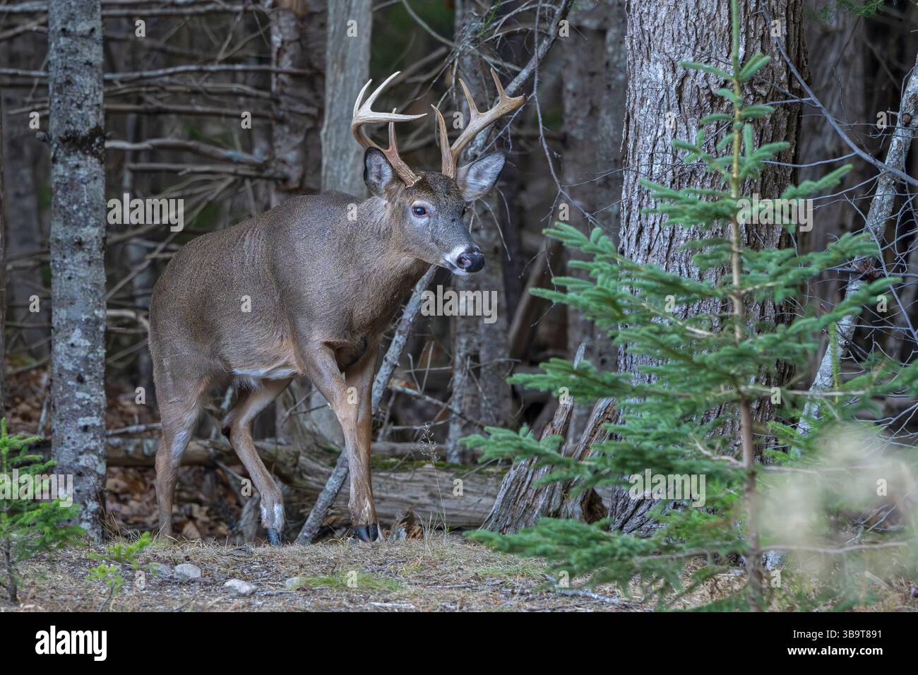 Weißwedelhirsche (Odocoileus virginianus). Reifen Buck während der Paarungszeit. Acadia National Park, Maine, USA. Stockfoto