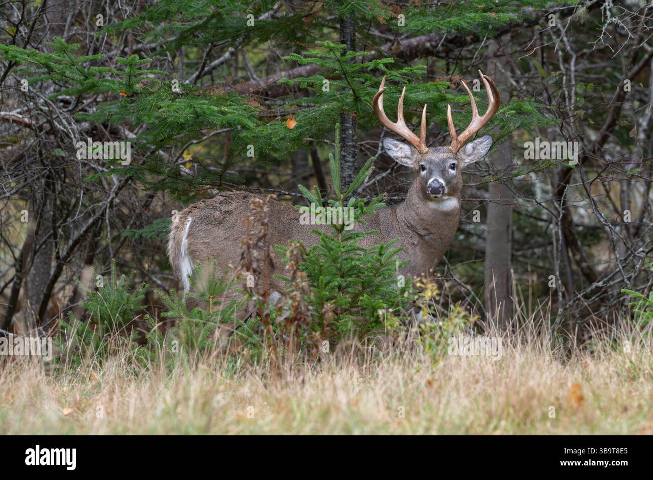 Weißwedelhirsche (Odocoileus virginianus). Reifen Buck während der Paarungszeit. Acadia National Park, Maine, USA. Stockfoto