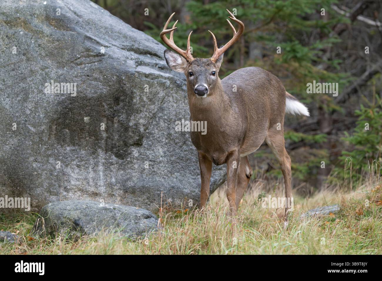 Weißwedelhirsche (Odocoileus virginianus). Reifen Buck während der Paarungszeit. Acadia National Park, Maine, USA. Stockfoto