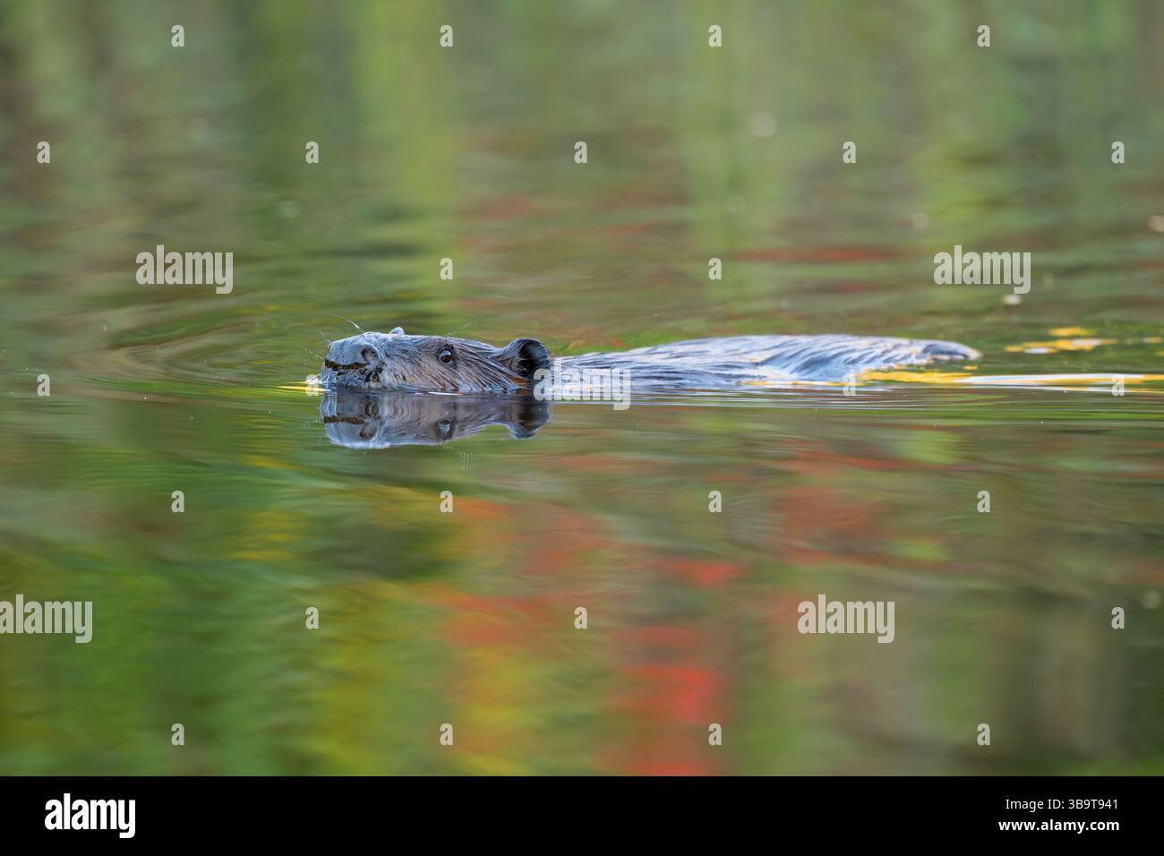 Nordamerikanischer Biber (Castor canadensis) schwimmt bei Sonnenaufgang. Bergreflektionen. September im Acadia-Nationalpark, Maine, USA. Stockfoto