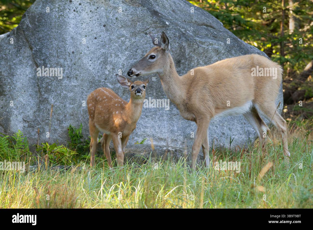 Weißschwanzhirsch (Odocoileus virginianus). Mutter mit Rehkitzen. Sommer im Acadia-Nationalpark, Maine, USA. Stockfoto