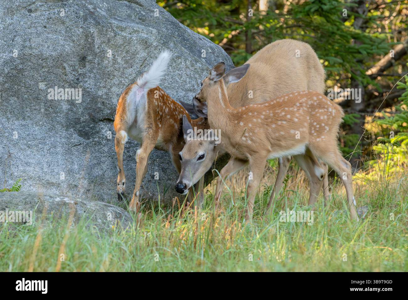 Weißschwanzhirsch (Odocoileus virginianus). Mutter mit Rehkitzen. Sommer im Acadia-Nationalpark, Maine, USA. Stockfoto