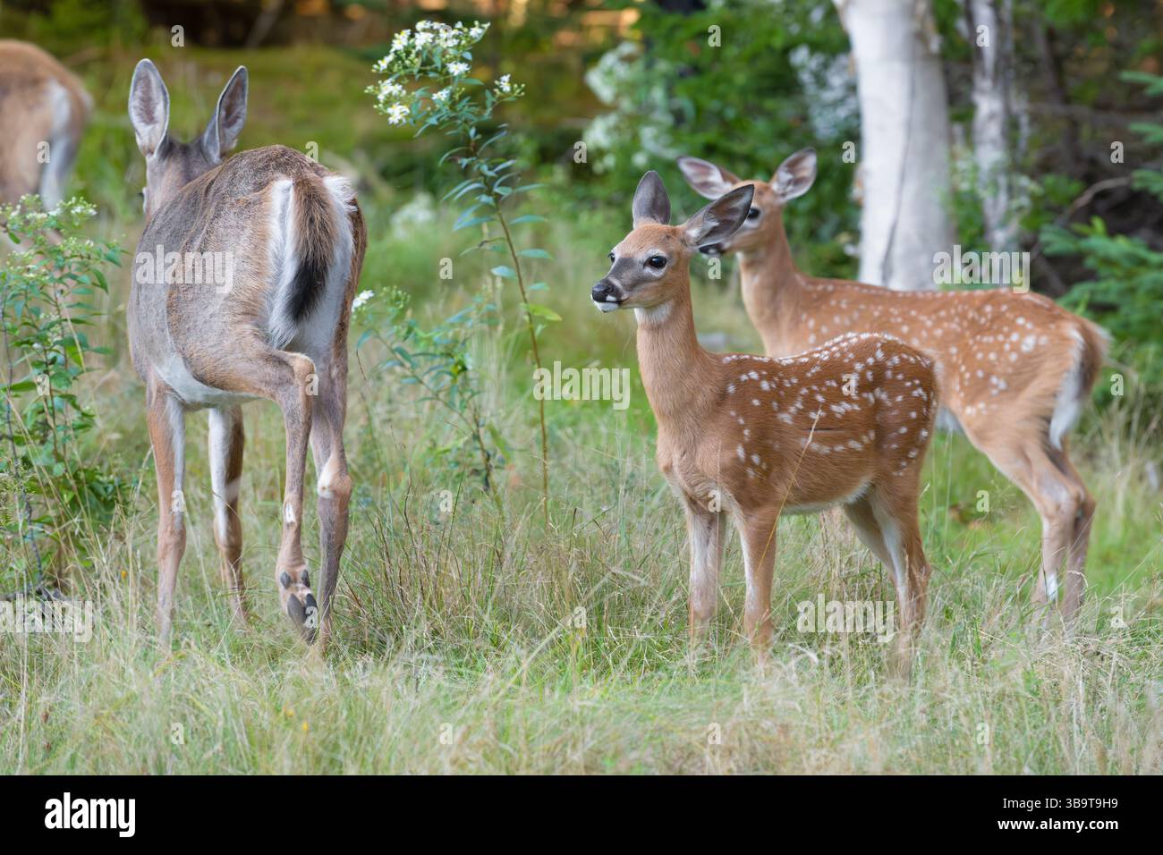 Weißschwanzhirsch (Odocoileus virginianus). Mutter mit Rehkitzen. Im Sommer. Acadia-Nationalpark, Maine, USA. Stockfoto