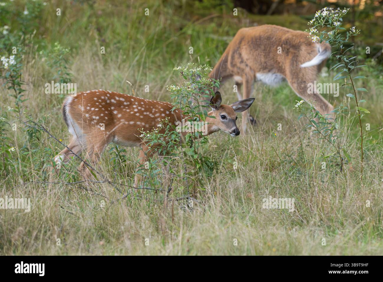 Weißschwanzhirsch (Odocoileus virginianus). Mutter mit Rehkitzen. Sommer im Acadia-Nationalpark, Maine, USA. Stockfoto
