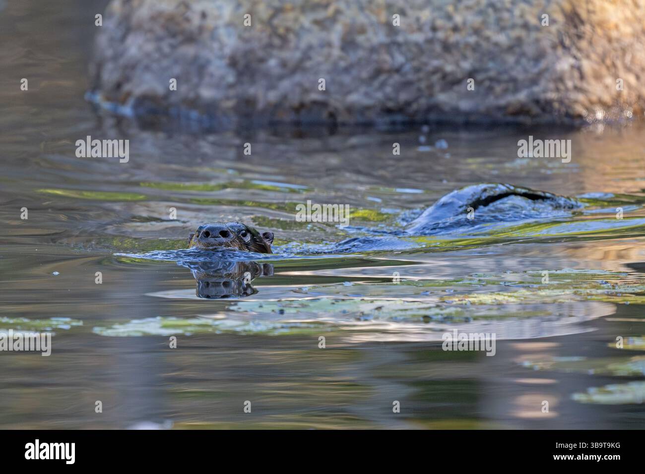 Nordamerikanischer Fluss Otter (Lontra canadensis). August 2024 im Acadia-Nationalpark, Maine, USA. Stockfoto