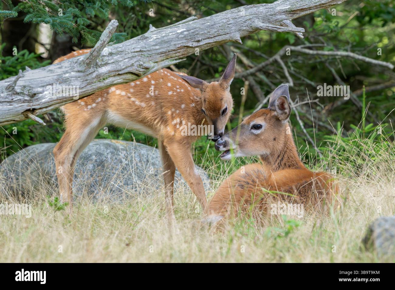 Weißschwanzhirsch (Odocoileus virginianus). Mutter mit Rehkitzen. Sommer im Acadia-Nationalpark, Maine, USA. Stockfoto