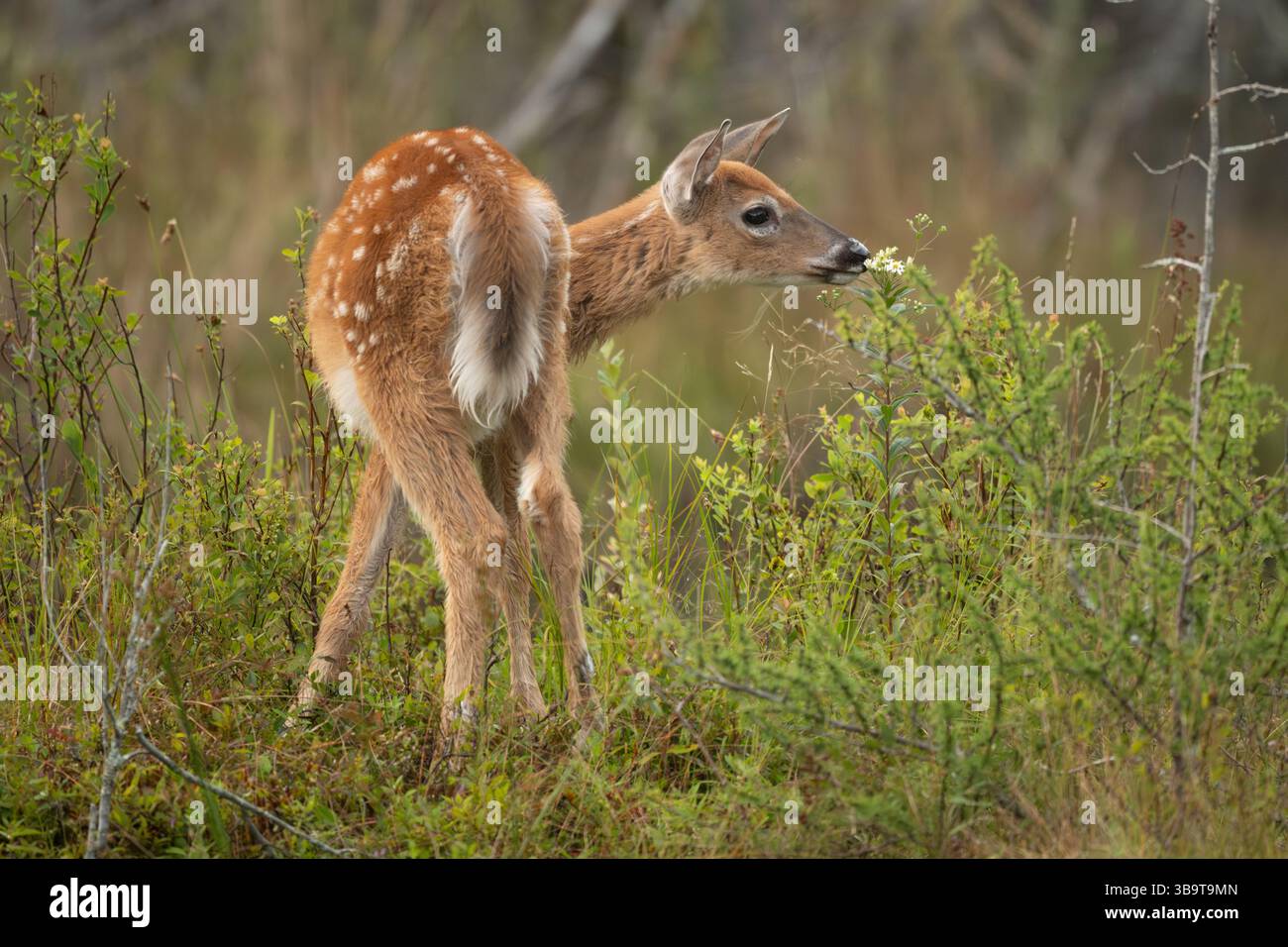 Weißschwanzhirsch (Odocoileus virginianus). Wachsendes Kitzel des Jahres. Sommer im Acadia-Nationalpark, Maine, USA. Stockfoto