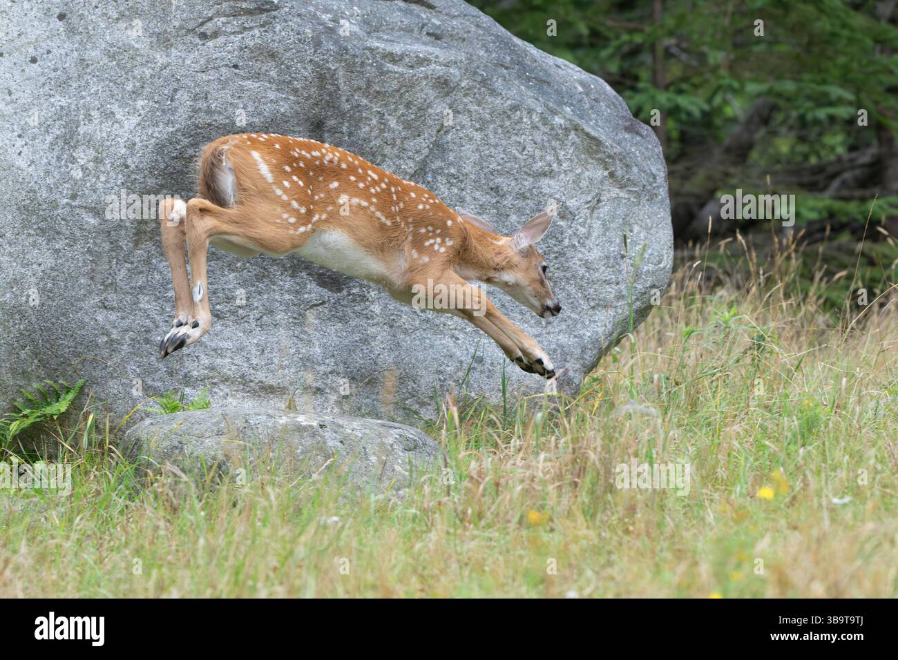 Weißschwanzhirsch (Odocoileus virginianus). Wachsendes Kitzel des Jahres. Sommer im Acadia-Nationalpark, Maine, USA. Stockfoto