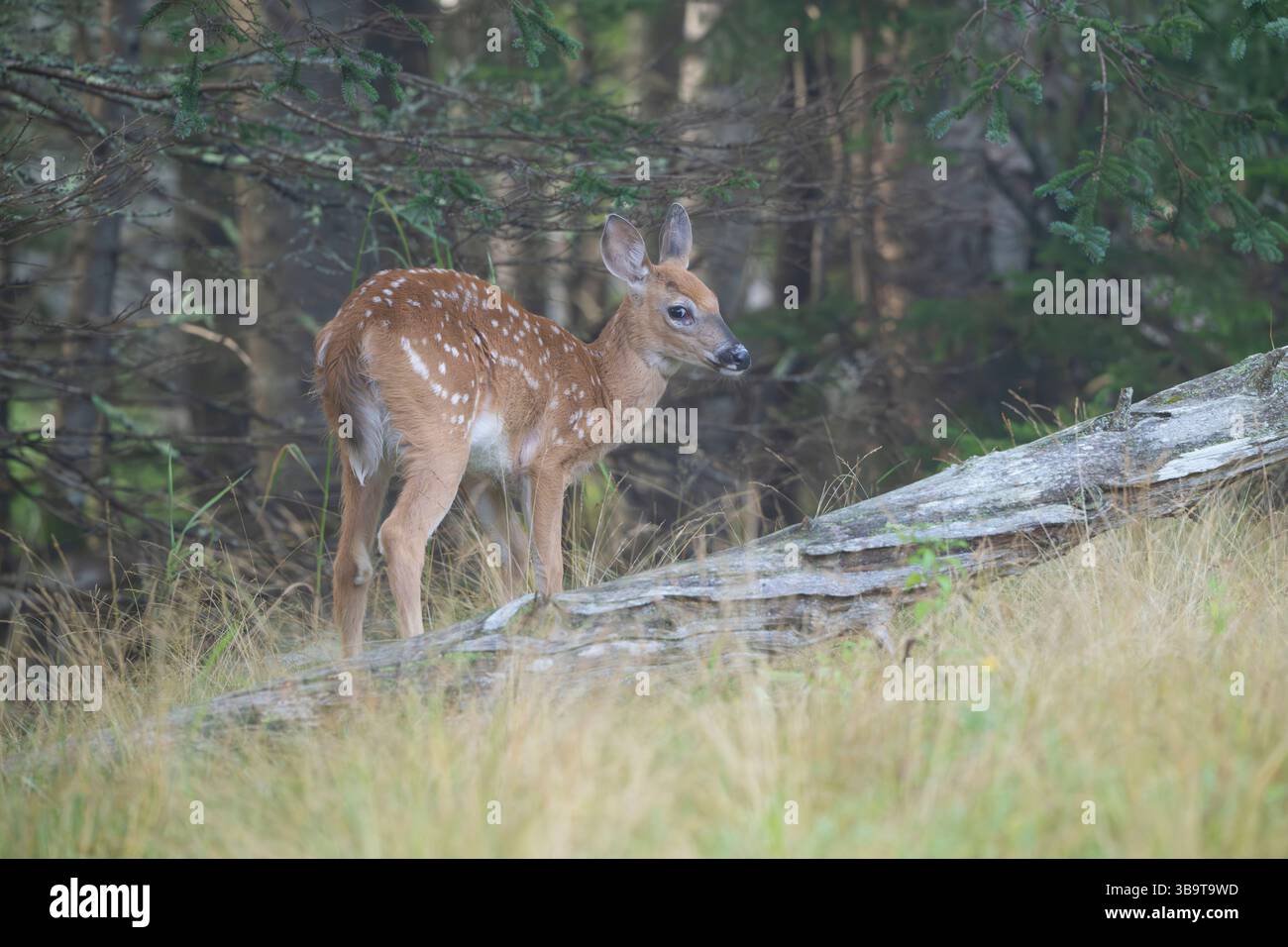 Weißschwanzhirsch (Odocoileus virginianus). Wachsendes Kitzel des Jahres. Sommer im Acadia-Nationalpark, Maine, USA. Stockfoto