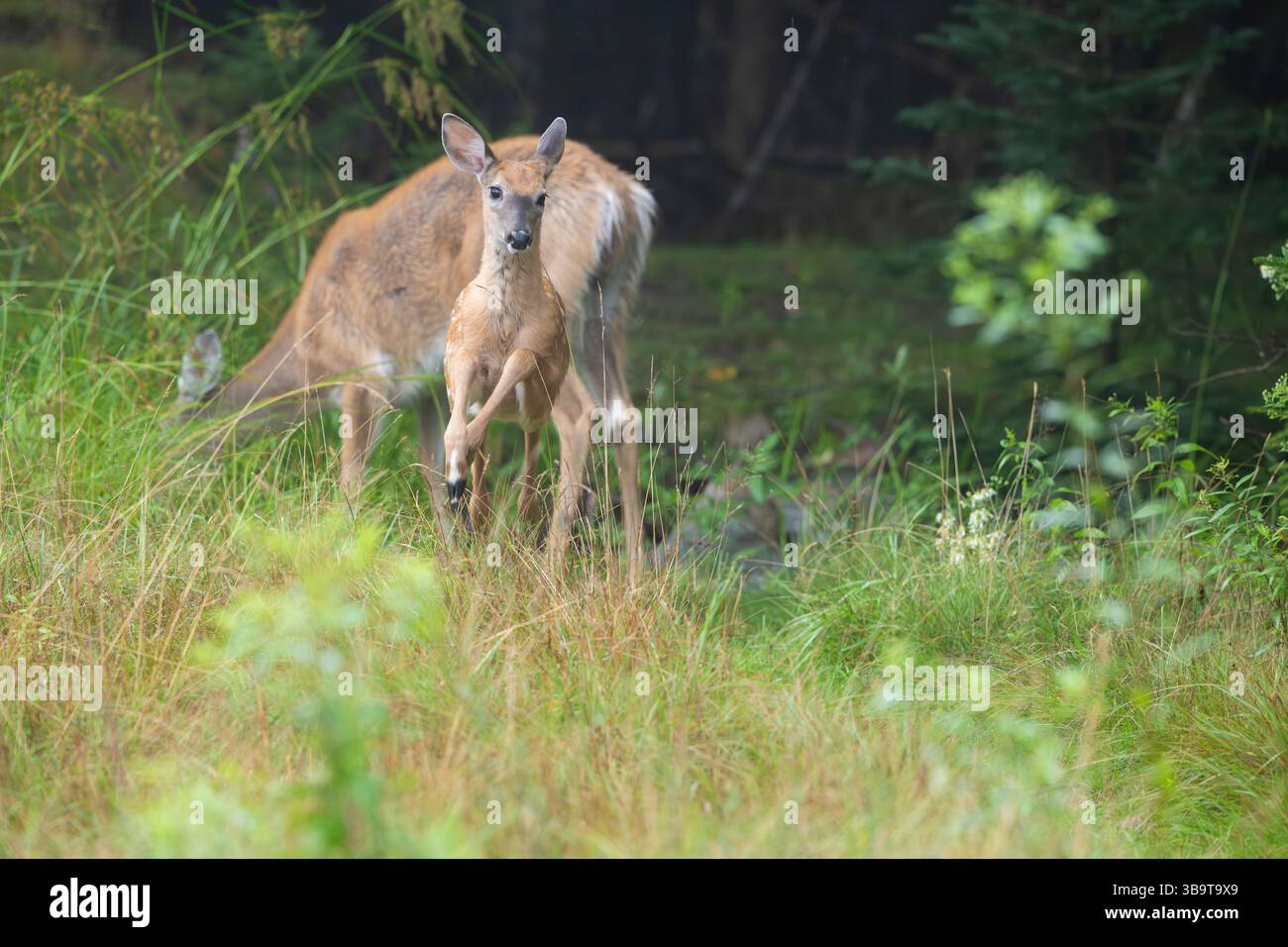 Weißschwanzhirsch (Odocoileus virginianus). Mutter mit Rehkitzen. Sommer im Acadia-Nationalpark, Maine, USA. Stockfoto