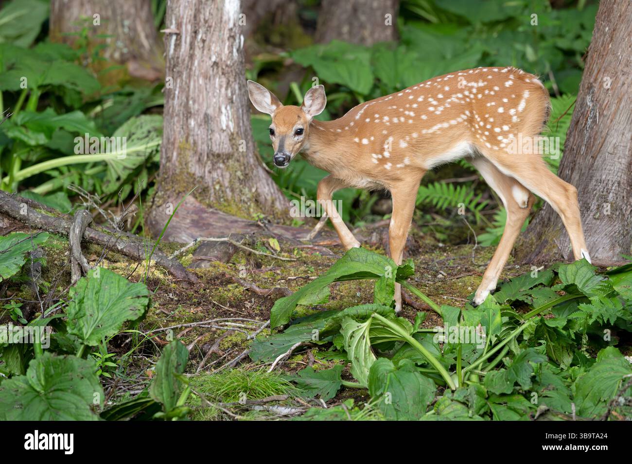 Weißschwanzhirsch (Odocoileus virginianus). Wachsendes Kitzel des Jahres. Sommer im Acadia-Nationalpark, Maine, USA. Stockfoto