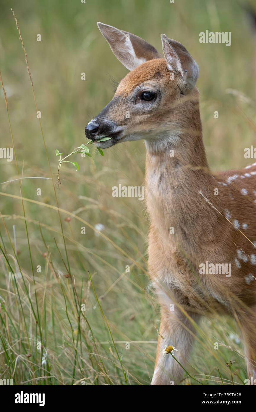 Weißschwanzhirsch (Odocoileus virginianus). Wachsendes Kitzel des Jahres. Sommer im Acadia-Nationalpark, Maine, USA. Stockfoto