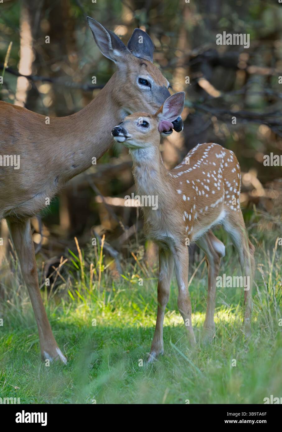 Weißschwanzhirsch (Odocoileus virginianus). Mutter mit wachsendem Rehkitz. Des Jahres. Sommer im Acadia-Nationalpark, Maine, USA. Stockfoto